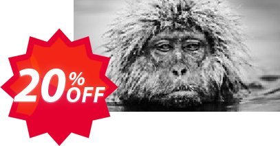 Yeti Forex Robot Single Plan Coupon code 20% discount 